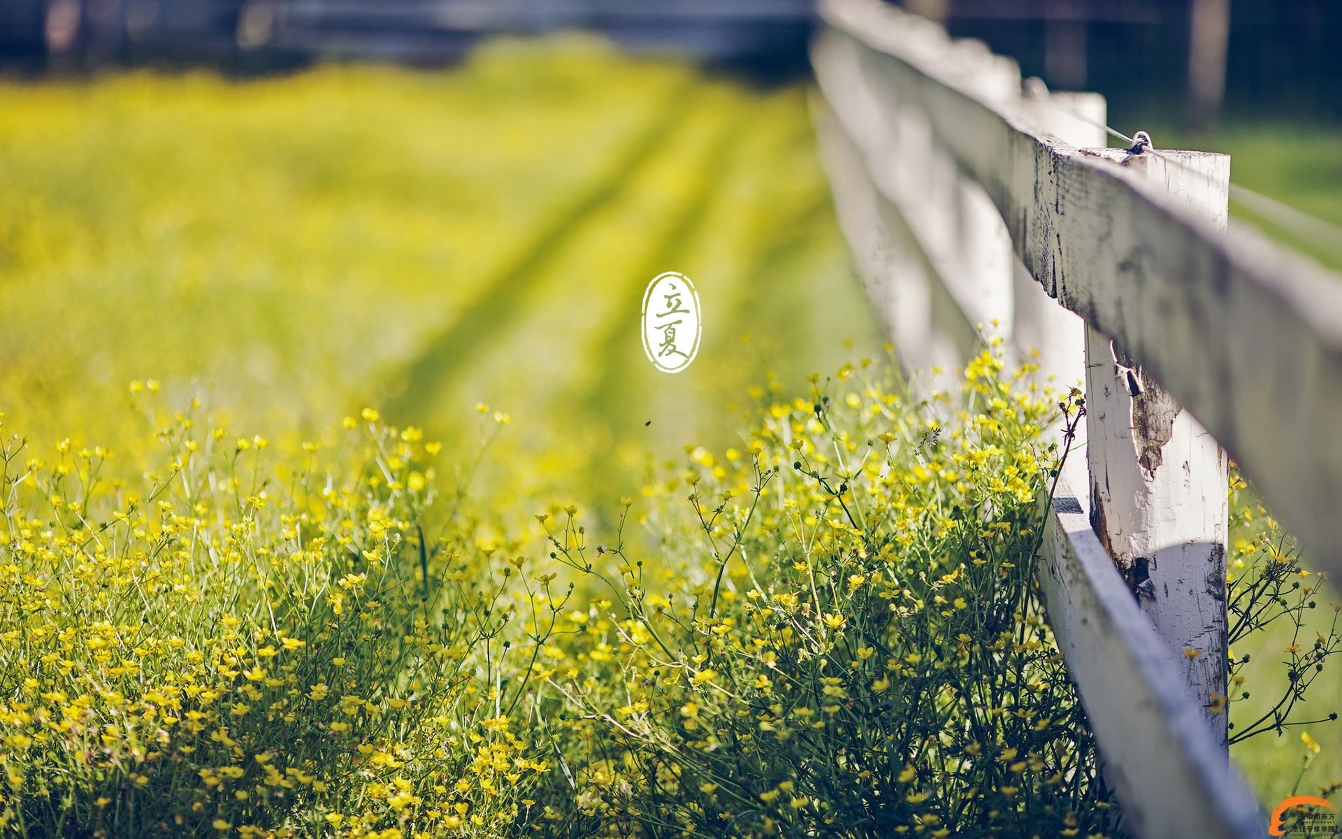 立夏辞春，美味养生