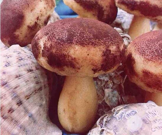 香菇豆沙包