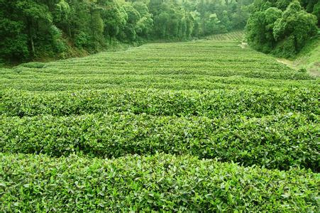 吃货是怎么炼成的——【饮茶篇】