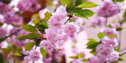 【开学倒计时3天】校园春已至，只待学生归！