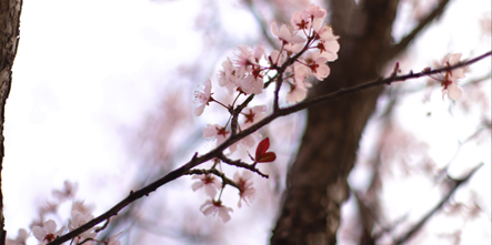 春天快乐，一起来感受安徽新东方的校园春景