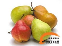安徽新东方告诉你：冬季干燥易上火 4大降火食方