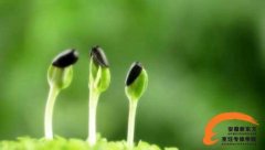 春季宜排毒 喝水喝粥吃蔬菜